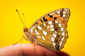Attēlu rezultāti vaicājumam “Argynnis niobe”