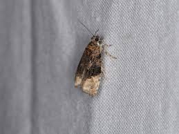 Attēlu rezultāti vaicājumam “Apotomis betuletana”