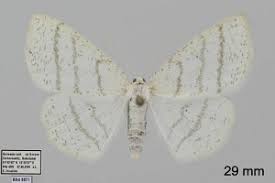 Attēlu rezultāti vaicājumam “Cabera pusaria”