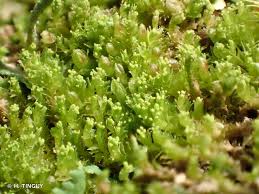 Attēlu rezultāti vaicājumam “Lophozia ascendens”