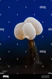 Attēlu rezultāti vaicājumam “Physarum compressum”