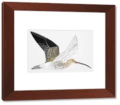 Attēlu rezultāti vaicājumam “Numenius arquata adult”