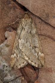 Attēlu rezultāti vaicājumam “Alsophila aescularia”