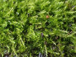 Attēlu rezultāti vaicājumam “Amblystegium serpens”