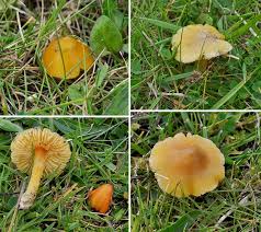 Attēlu rezultāti vaicājumam “Hygrocybe acutoconica”