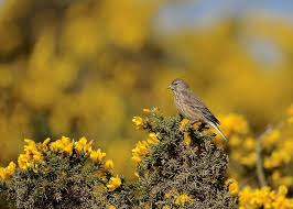 Attēlu rezultāti vaicājumam “Carduelis cannabina adult”