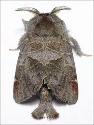 Attēlu rezultāti vaicājumam “Clostera pigra”