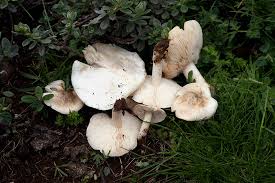 Image result for Melanoleuca rasilis var. pseudoluscina