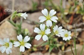 Attēlu rezultāti vaicājumam “Cerastium arvense flower”
