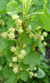 Attēlu rezultāti vaicājumam “Ribes nigrum flower”