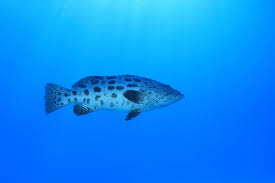 Image result for Epinephelus tukula