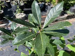 Attēlu rezultāti vaicājumam “Chionanthus virginicus leaf”