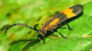 Attēlu rezultāti vaicājumam “Pyrochroidae”