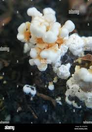 Attēlu rezultāti vaicājumam “Sistotrema confluens”