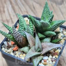 Image result for Haworthia mix