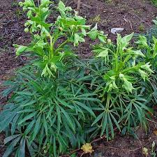 Image result for Helleborus foetidus