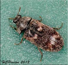 Attēlu rezultāti vaicājumam “Dermestidae”