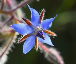 Image result for Borago officinalis