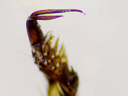 Attēlu rezultāti vaicājumam “Rhantus frontalis”