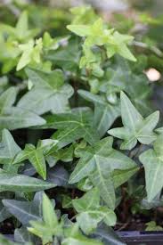 Attēlu rezultāti vaicājumam “Hedera helix”