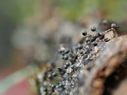 Attēlu rezultāti vaicājumam “Lamproderma gulielmae”