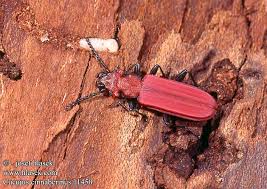 Attēlu rezultāti vaicājumam “Cucujus cinnaberinus”