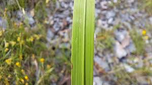 Attēlu rezultāti vaicājumam “Brachypodium pinnatum”