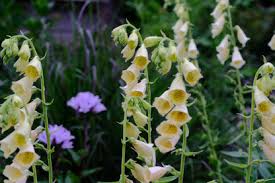 Image result for Digitalis grandiflora
