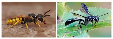 Attēlu rezultāti vaicājumam “Crabronidae”