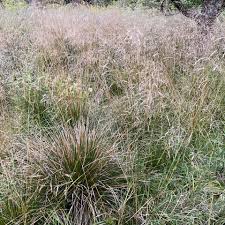 Attēlu rezultāti vaicājumam “Deschampsia cespitosa”