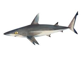 Image result for Carcharhinus amblyrhynchos