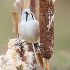 Attēlu rezultāti vaicājumam “Panurus biarmicus male”