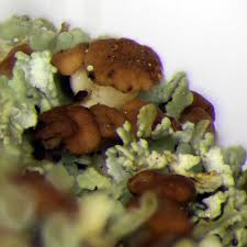 Attēlu rezultāti vaicājumam “Cladonia caespiticia”