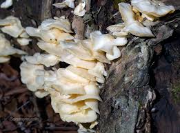 Attēlu rezultāti vaicājumam “Climacodon septentrionalis”