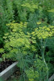 Attēlu rezultāti vaicājumam “Anethum graveolens”