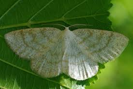 Attēlu rezultāti vaicājumam “Cabera exanthemata male”