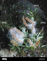Attēlu rezultāti vaicājumam “Salix x doniana flower”