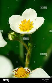 Attēlu rezultāti vaicājumam “Fragaria moschata flower”