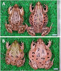 Attēlu rezultāti vaicājumam “Pelophylax juvenile”