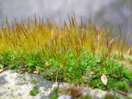 Attēlu rezultāti vaicājumam “Tortula truncata”