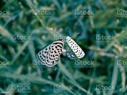 Attēlu rezultāti vaicājumam “Everes argiades”