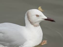 Image result for Chroicocephalus genei