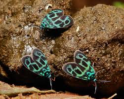 Attēlu rezultāti vaicājumam “Zygaenidae”