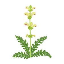 Attēlu rezultāti vaicājumam “Pedicularis sceptrum-carolinum flower”