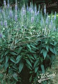 Attēlu rezultāti vaicājumam “Veronica longifolia fruit”
