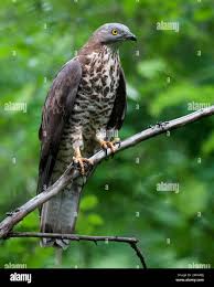 Attēlu rezultāti vaicājumam “Pernis apivorus”