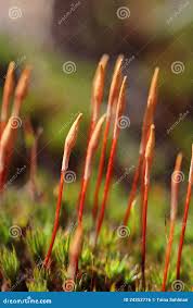 Attēlu rezultāti vaicājumam “Polytrichum juniperinum sporophyte”