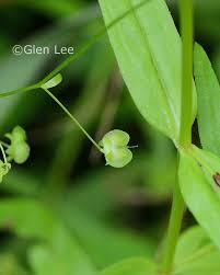 Attēlu rezultāti vaicājumam “Veronica scutellata fruit”