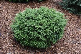 Attēlu rezultāti vaicājumam “Picea abies”