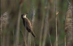 Image result for Acrocephalus arundinaceus